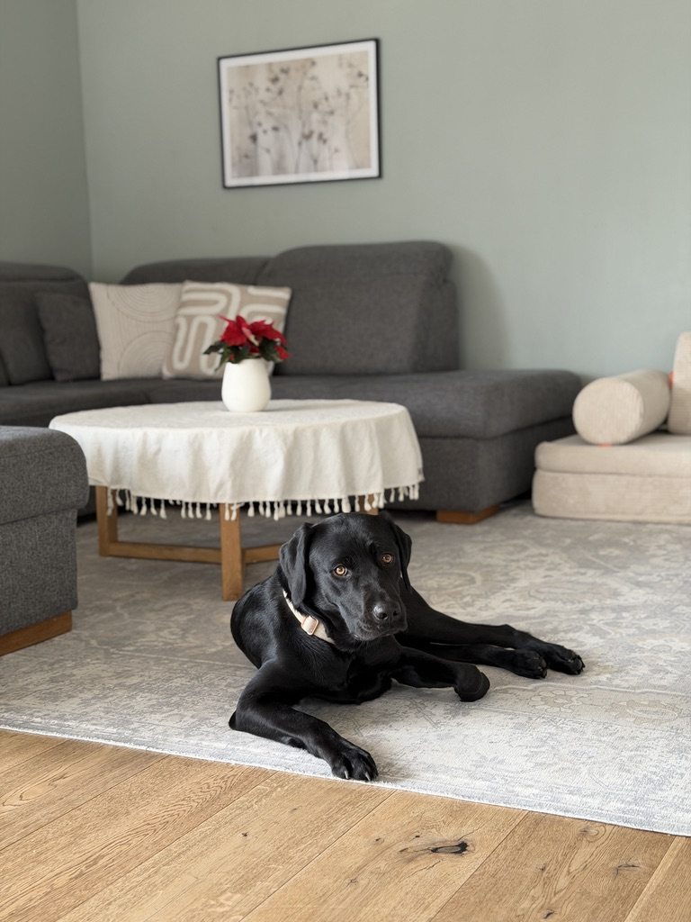 Unsere Labradorhündin zuhause